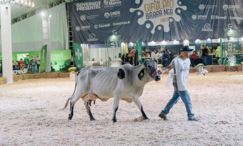 Expo Girolando 2026 consolida Barra Mansa na pecuária leiteira